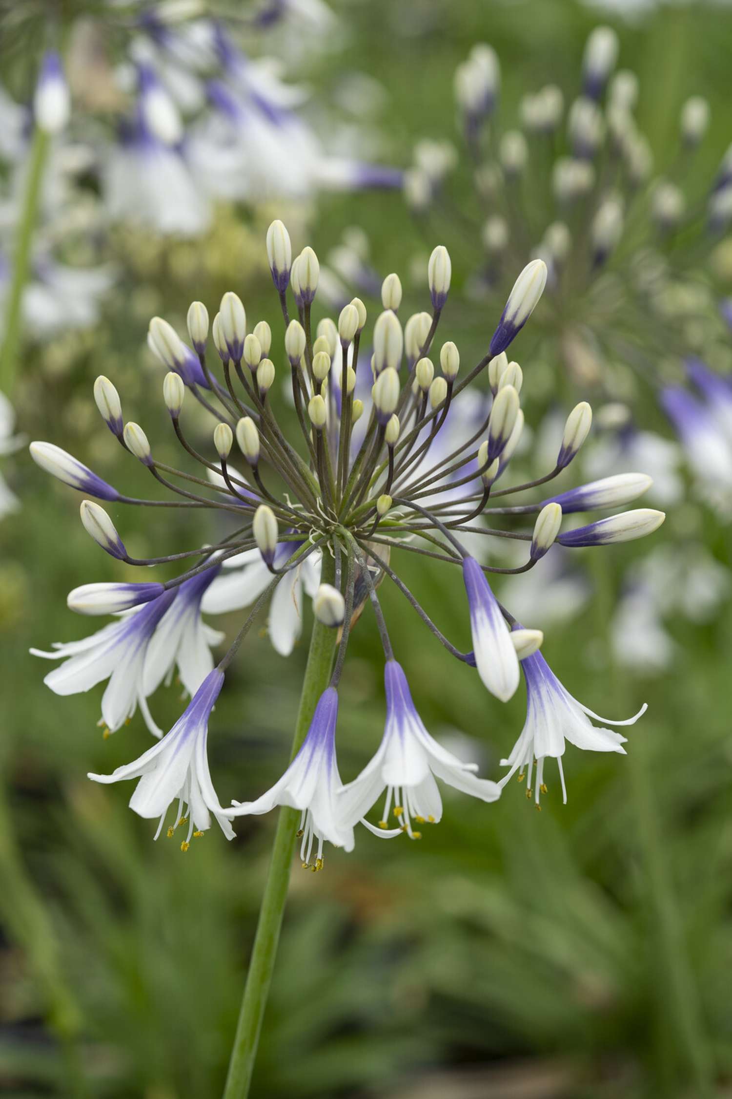 Punatupsukki 'Fireworks'